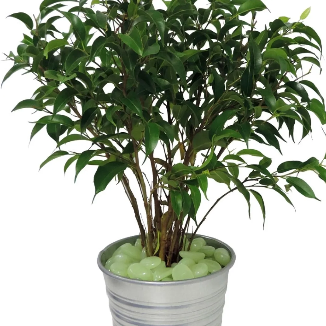 Décorations Jardin Et Extérieur-Tempsl 100 pierres phosphorescentes : «vertes» ou «bleues»