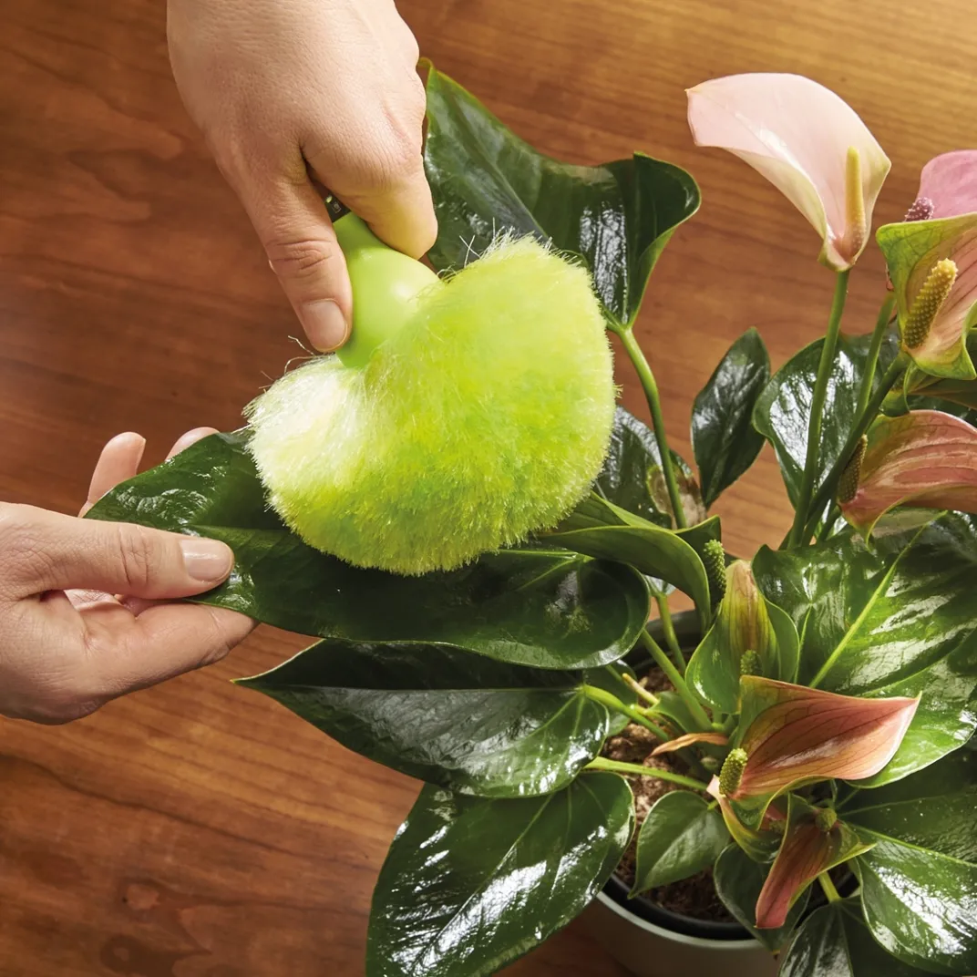 Balais, Aspirateurs, Éponges Et Brosses-Tempsl Brosse pompon