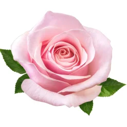 Produits D'Entretien|Accessoires Bricolage Et Astuces-Tempsl Brume d'intérieur textile Eau de rose