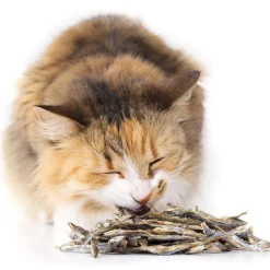 Accessoires Animaux-Tempsl Friandises pour chats