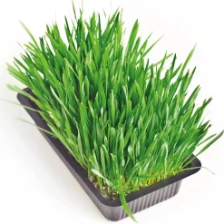 Accessoires Animaux-Tempsl Herbe fraîche pour chat