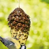 Accessoires Animaux-Tempsl Nourriture oiseaux pomme de pin géante