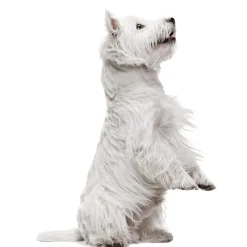 Décorations Jardin Et Extérieur|Décorations-Tempsl Pot de fleurs