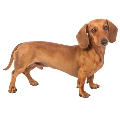 Décorations Jardin Et Extérieur|Décorations-Tempsl Pot de fleurs