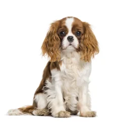 Accessoires Animaux-Tempsl Sac de transport Summer dog