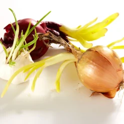 Fraîcheur / Conservation-Tempsl Sac distributeur