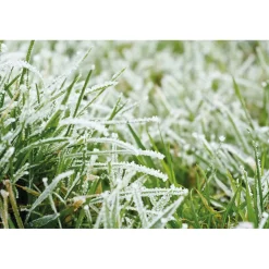 Accessoires Animaux-Tempsl Set de 3 figurines graines oiseaux